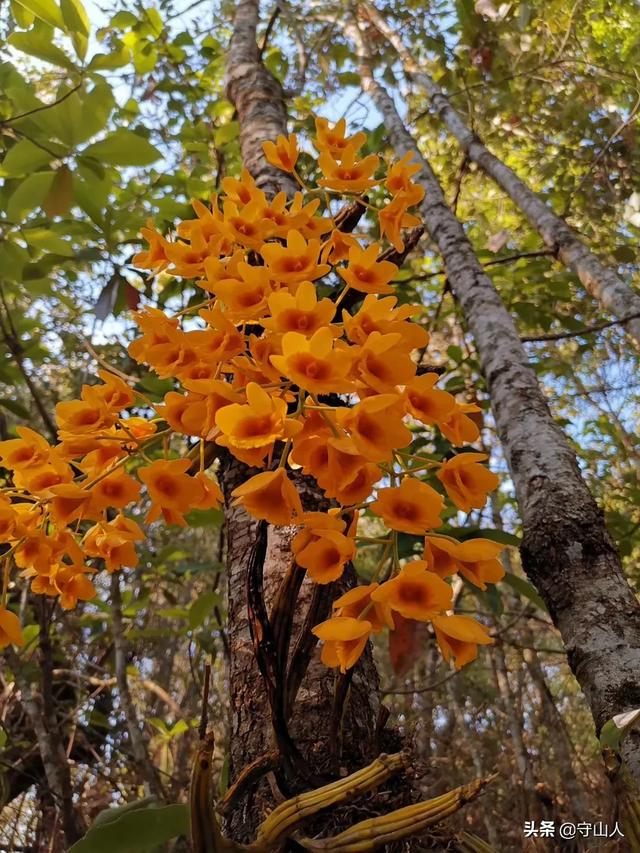 石斛图片,石斛的种类包括哪些？作用各有何不同？