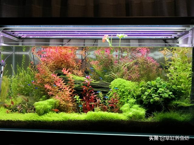 1.5米水草造景:鱼缸造景，种了绿植就加水吗？