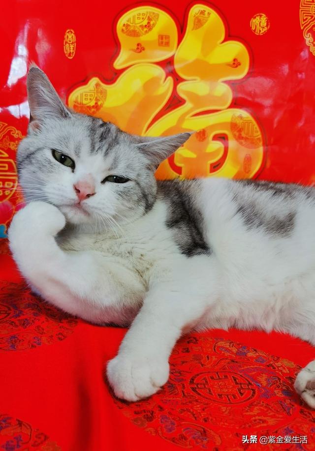 养宠物猫咪:养宠物猫，应该注意什么？一个月大概多少消费钱？