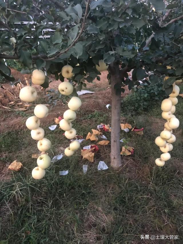 做梦梦到用铁锹翻土,果园翻土很重要，需要去怎样翻土？