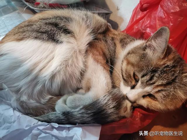 猫中毒的症状:哪些东西对猫咪有害，猫咪不能吃什么东西（详）？