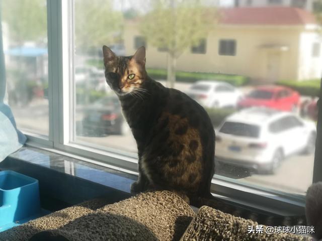 辅猫吧:家里人不让养猫了怎么办？