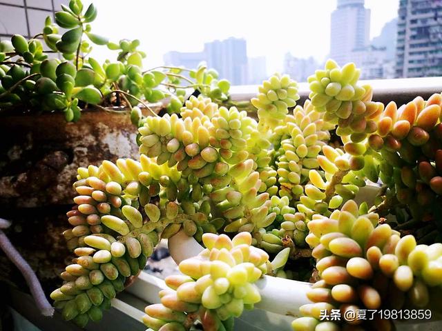魔南景天夏季落叶怎么办:多肉玉缀全露养，夏天没遮阳，你们的玉缀会狂掉叶子吗？