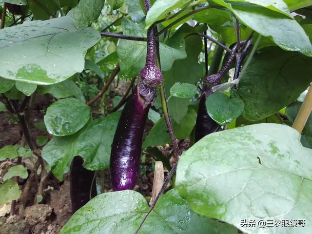 茄子得了叶斑该怎么办？