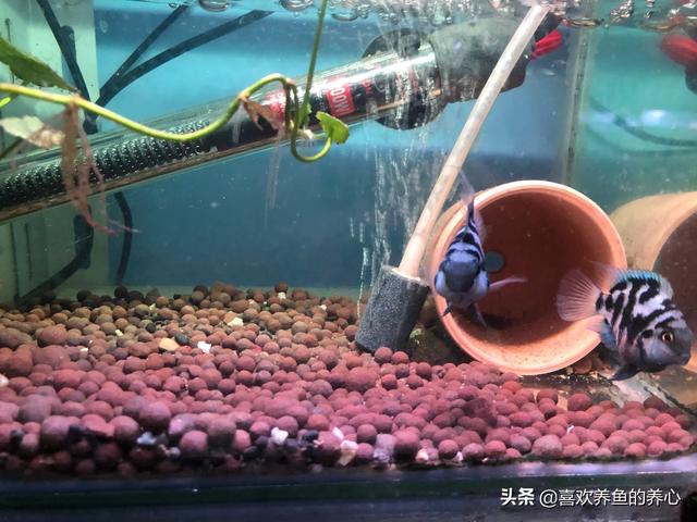 如何让鹦鹉鱼繁殖:迷你鹦鹉鱼和玛丽鱼哪个容易繁殖？ 迷你鹦鹉鱼繁殖
