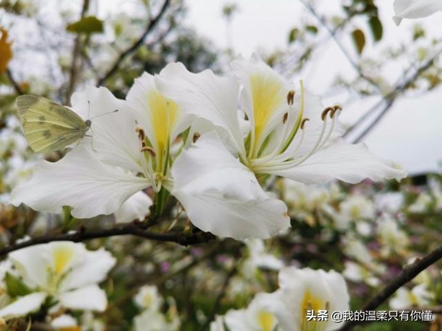 怀迪兰斯在上大学时的创业想法是，每天都有一种莫名的焦虑感，如何消除这种焦虑感