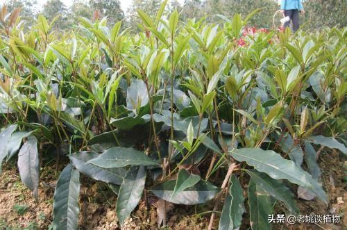 红千层种不活:桂花树扦插为什么种不活？