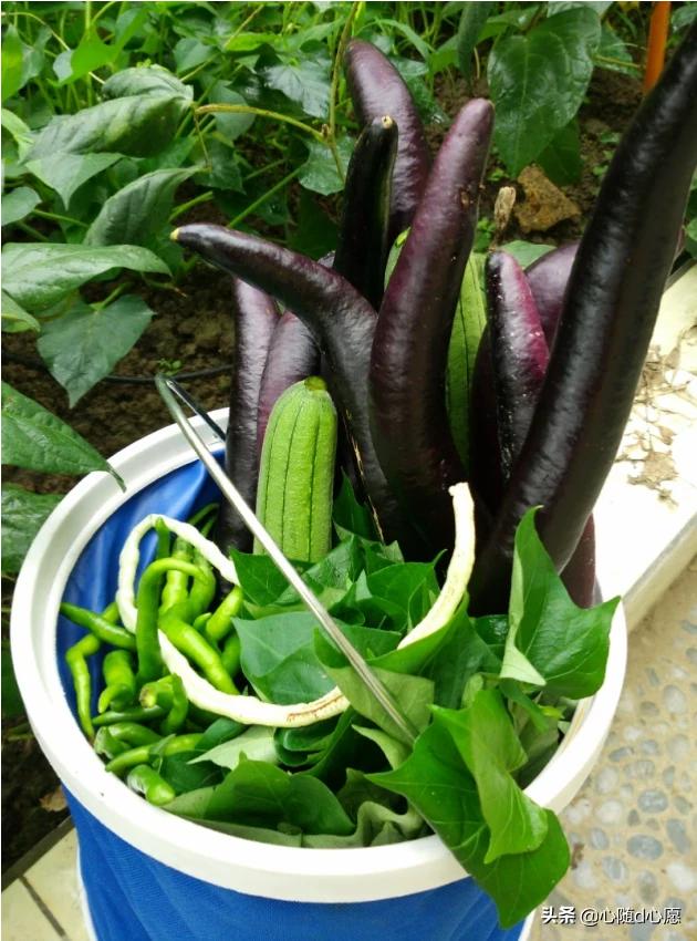 我家住在顶楼，最近想在楼顶搞一个空中花园，能否请大家提供好思路？插图57