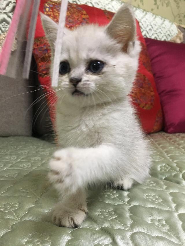 短尾猫能不能养:短毛猫要怎么养？因为我是第一次养猫，所以不是很清楚？