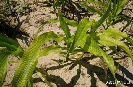 植物必需的营养元素:果树生长发育不可或缺的营养物质有哪些？