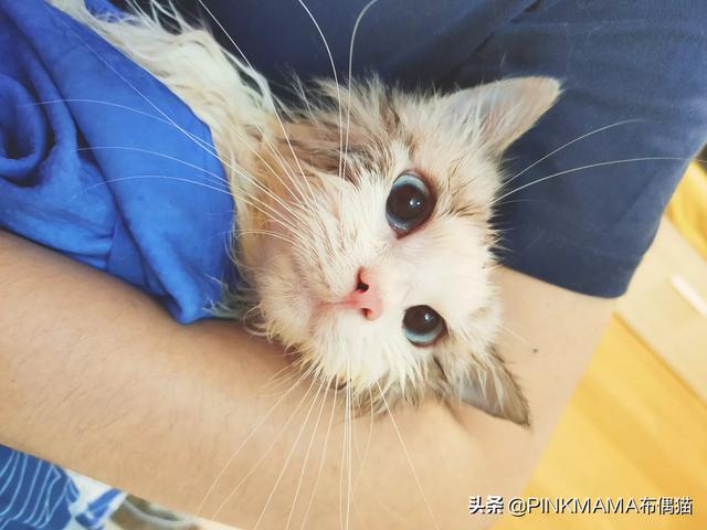 猫猫兔洗澡注意什么:兔子可以洗澡么，要注意哪些事项？