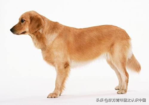 英国古牧犬尾巴:小狗刚生下来，为什么要断尾巴？