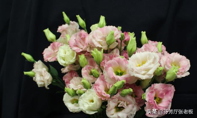 洋桔梗花紫色:各种颜色的桔梗花代表什么意思？