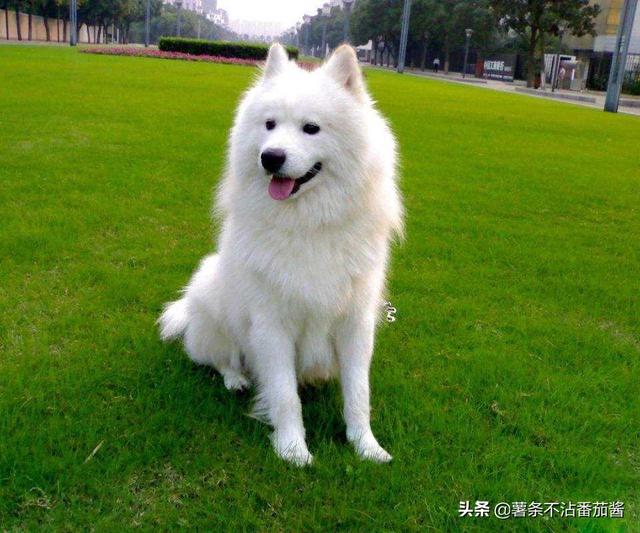 萨么耶狗:萨摩耶狗图片 萨摩耶之类的大型犬，一个月的开销是多少？