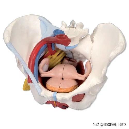 骨盆在哪个位置图片,产后收腹部重要还是收盆骨重要？