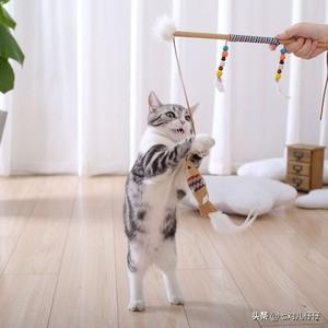 小猫咪:小猫两个多月总是咬人应该怎么教育？ 小猫咪简笔画