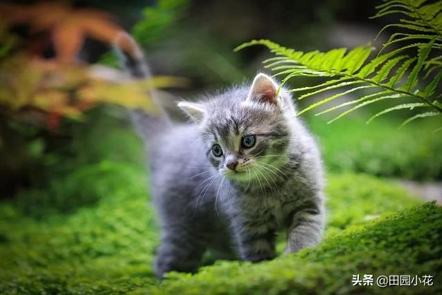 猫咪视频:我喜欢猫，拍视频没素材，养只猫来做宠物类的自媒体怎么样？