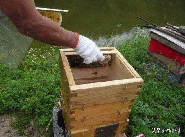 关于蜜蜂的知识有哪些:蜜蜂过箱它们清理垃圾怎么回事？