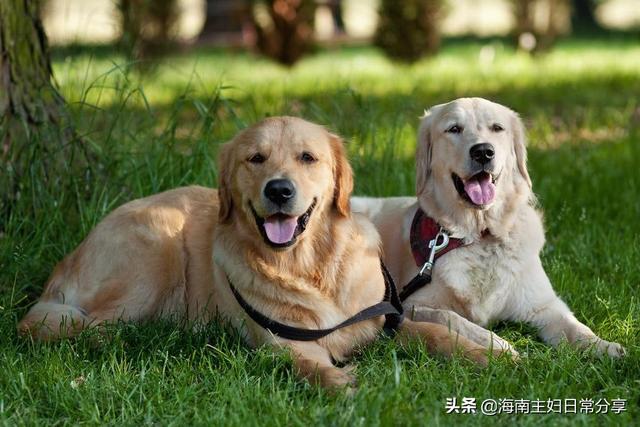 怎么教会狗狗罚站:怎么训练狗狗罚站 教育狗狗的错误方法有哪些？