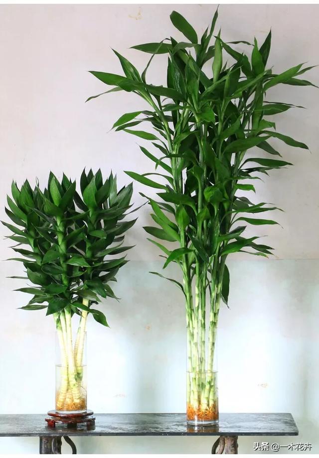 水养富贵竹有三大忌,富贵竹为什么一般都是水培？