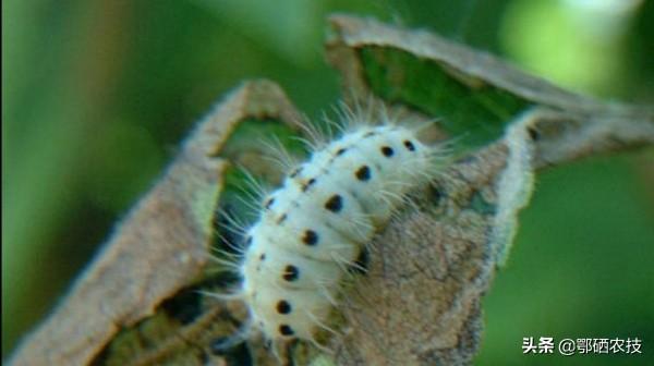 头条问答 我种的杏树有虫吃叶子怎么办 鄂硒农技的回答 0赞