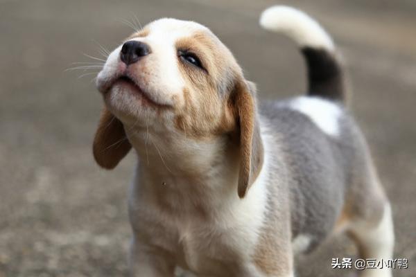 小狗饲养手册:宠物狗应该怎样养才最合适？