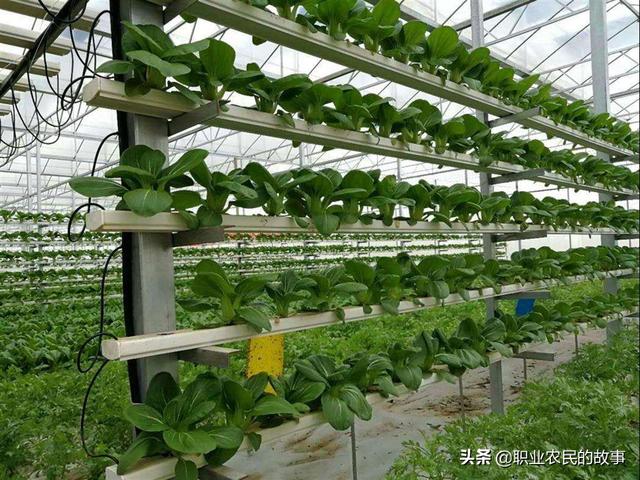 头条问答 蔬菜无土栽培需要什么条件技术复杂吗 哪类蔬菜更适合无土栽培 22个回答