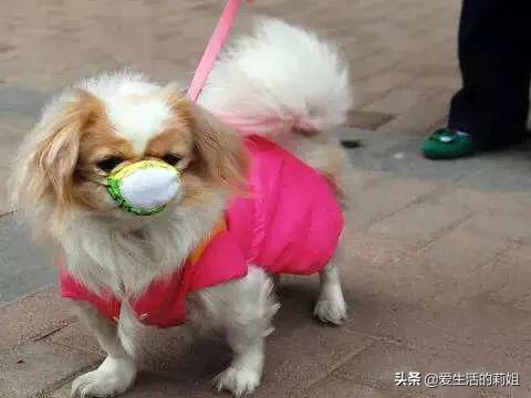 遛狗:遛狗不牵绳和跳广场舞比起来，哪个对社会造成的危害大一些？