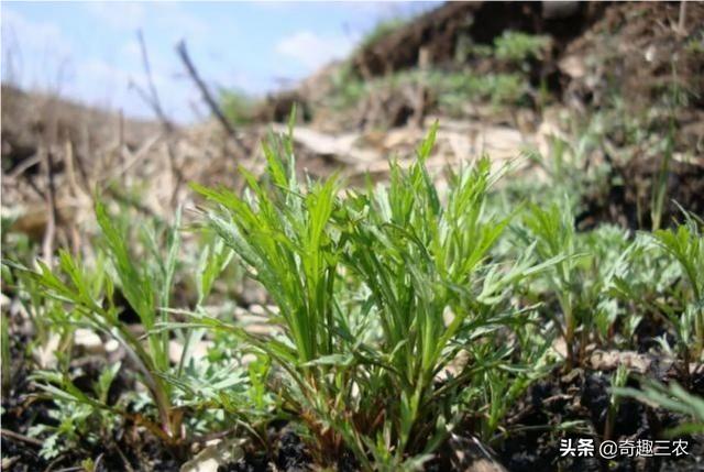 柳蒿芽可以喂母猪吗？