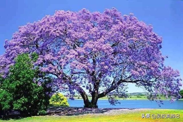 2020年5月份蓝花楹报价多少:昆明蓝花楹出自什么地方？