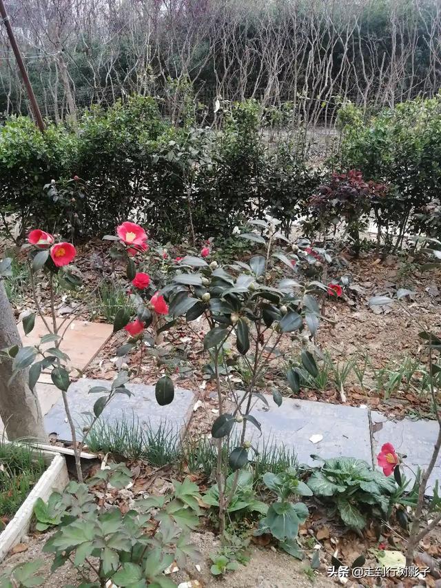 头条问答 茶花在6月长花苞是怎么回事 18个回答