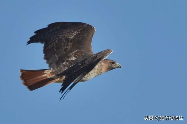 鸟类图片大全带鸟名:必胜鸟是一种什么样存在，为什么连老鹰都害怕？