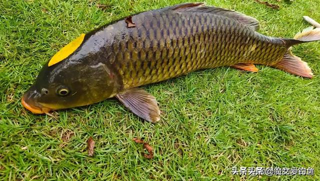 丁俊晖女友潘晓婷:潘晓婷为什么被称为“中国九球第一美女”