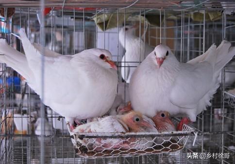 信鸽饲料配制:鸽子饲料怎样放置才不会变质？