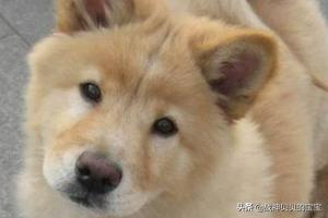 秋田犬:秋田犬好养吗？秋田犬适合家养吗？