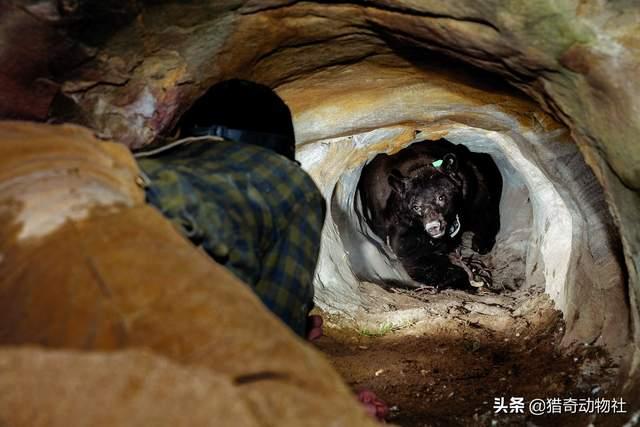 动物过冬图片:动物过冬图片简笔画 熊为什么要冬眠？冬眠的熊有自保能力吗，遇到老虎该怎么办？