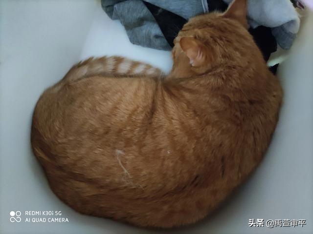 伯纳天纯和发育宝猫粮哪个好:有哪些好的合适的猫粮品牌，安全和性价比都比较优秀的？