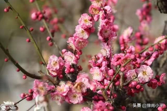 树锦鸡儿植株变黑:红梅盆景新枝条开始变黑，慢慢枯萎掉，是怎么回事？如何处理？