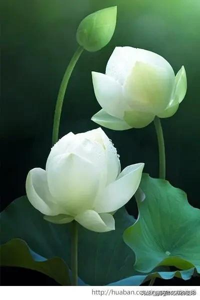 林志颖妹妹出嫁:林志颖又要当爸爸啦是真的吗？