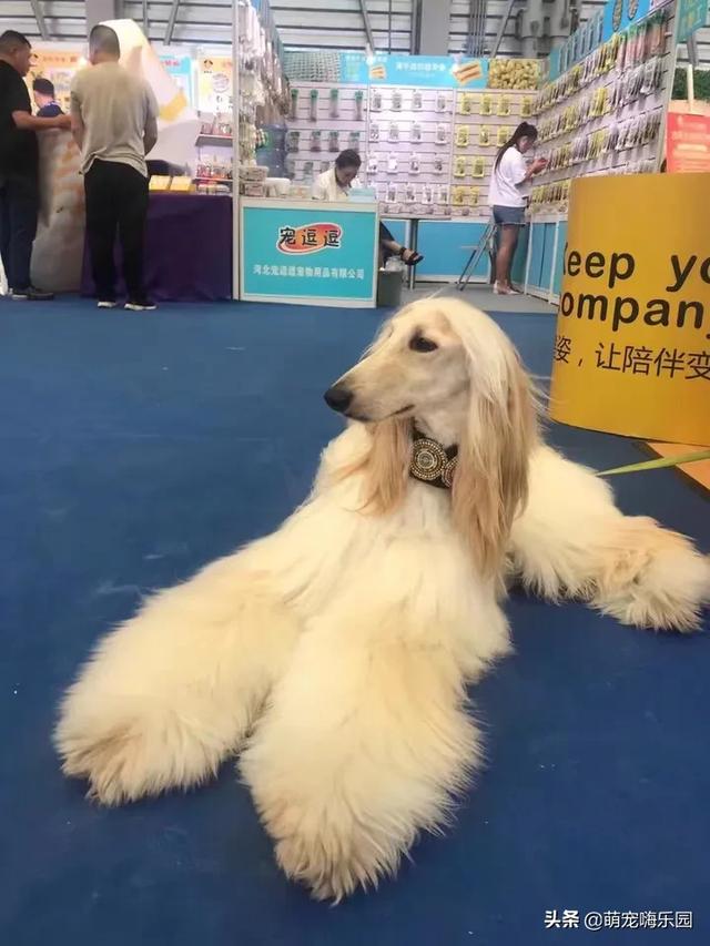 为什么中国禁止养阿富汗犬？