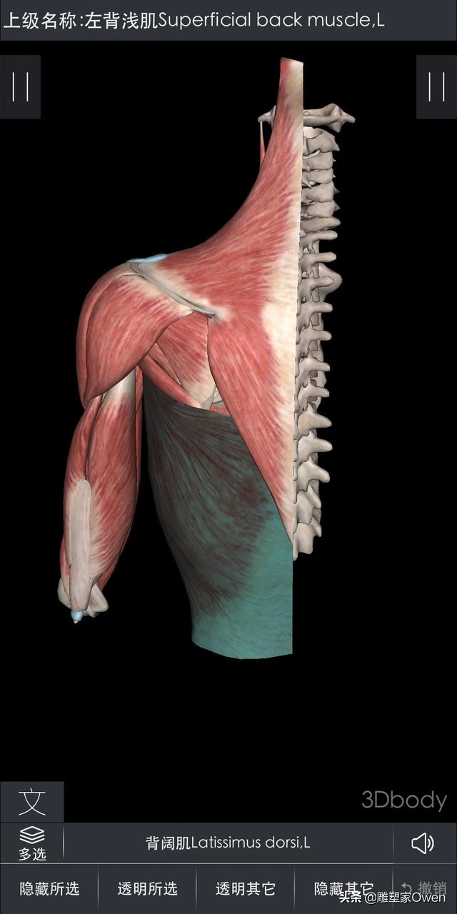 头条问答 背阔肌找不到发力感怎么办 视界健身的回答 0赞