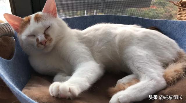 猫咪不乖by:猫咪好像不开心，怎么办？