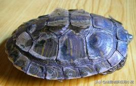 西部锦龟多久换壳:人们说千年的王八，万年的龟！乌龟真能活一万年吗？
