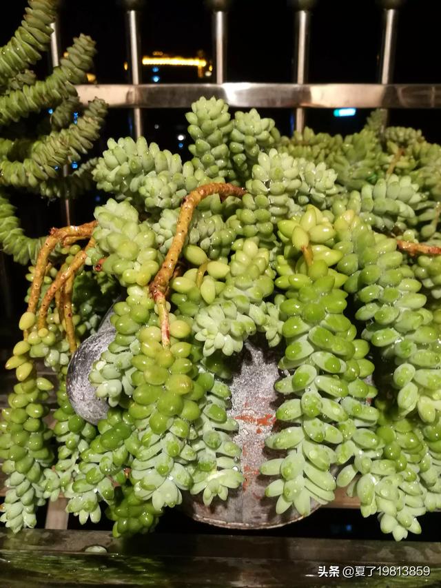 魔南景天夏季落叶怎么办:多肉玉缀全露养，夏天没遮阳，你们的玉缀会狂掉叶子吗？
