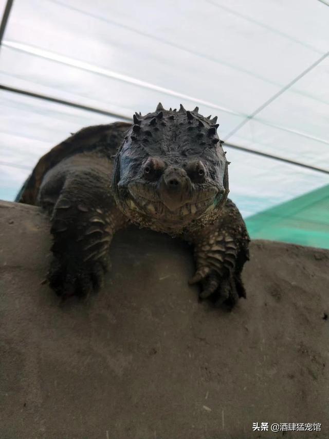 黄耳龟是深水龟吗，想养一只乌龟，二百块以下的有什么推荐