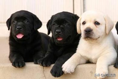 拉不拉多犬幼犬:拉布拉多幼犬吃什么，能吃肉吗？ 拉布拉多犬幼犬