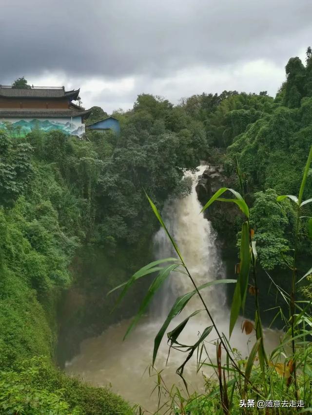 云南观鸟会:高黎贡山的最佳观鸟路线是怎样的？