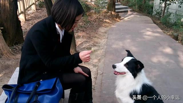 边境牧羊犬智商(边境牧羊犬智商相当于人几岁)