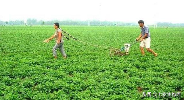 野菊花生蚜虫怎么防治:菊花蚜虫图片与防治 怎样管理花生开花季节，为什么有人未见蚜虫也喷治蚜虫的药？