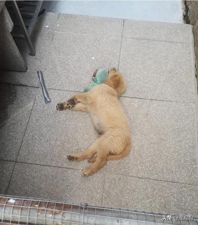 狗狗金毛犬怎么训练:金毛犬好训练吗？应该怎么去训练它？